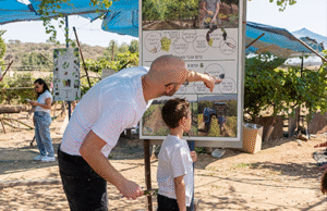 לימוד והעשרה על גפנים וענבים